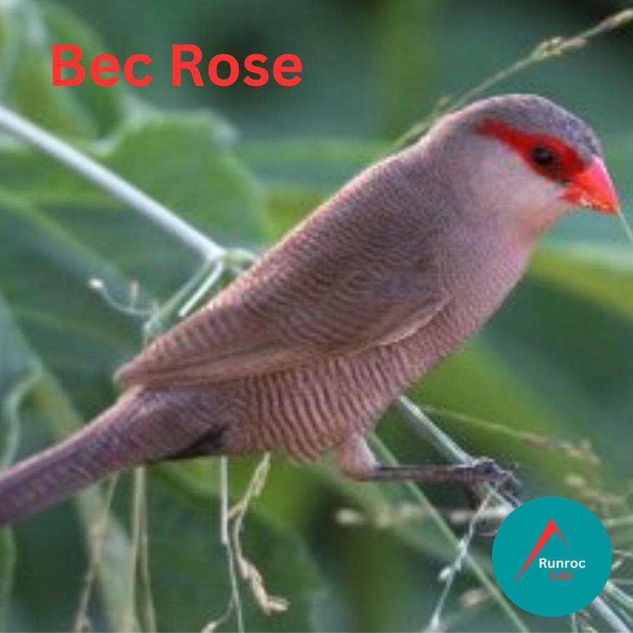 Bec Rose - Clim - Wi-Fi - Jardin Daire Saint-Leu Dış mekan fotoğraf